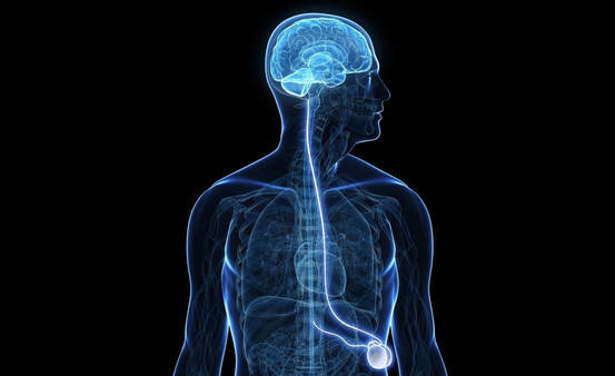Blue-tinted medical illustration showing a transparent human body with the brain, spinal cord, and digestive tract highlighted against a black background.